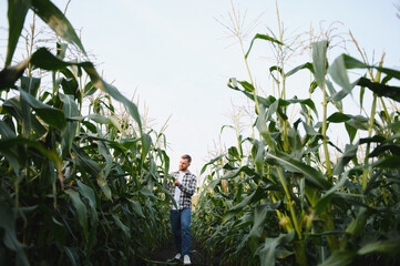 Happy farmer is standing in his growing corn field and examining crops