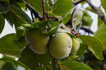 Rushing on a branch, a persimmon covered with dew. Rear background of green leaves