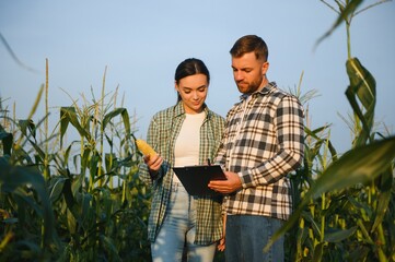 Family agricultural occupation. Man and woman are cultivating corn. They are satisfied with good...