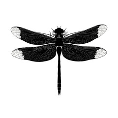 Black dragonfly silhouette with detailed wings isolated on white background