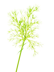 Obraz premium Vibrant green dill sprig isolated on a transparent background, ready for culinary or design projects