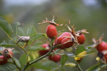 Rosehip branch with red fruits close up on blurred background
