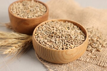 Rye grains in bowls and spikes on light grey table, closeup