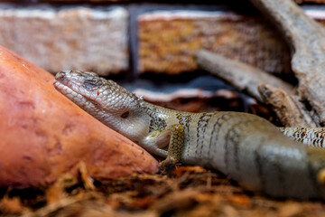 モモジタトカゲのアップ