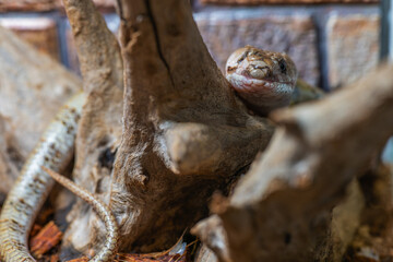 モモジタトカゲのアップ