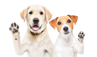Portrait of a adorable Labrador and Jack Russell Terrier puppies waving their paws together isolated on white background