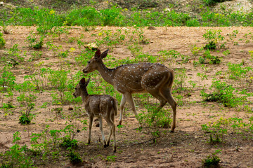 Spotted Deer Doe and Fawn. A touching wildlife moment captured in a dry, grassy landscape, showing...