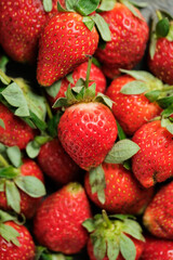 strawberries on a white background