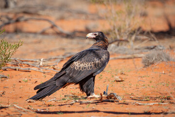 A majestic Wedge-tailed Eagle, a large and powerful bird of prey, looks around for its next meal in the dry red earth, semi-arid environment in Sturt National Park, New South Wales, Australia.