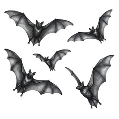 bat and bats
