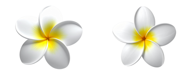 Set Top-View Yellow-White Plumeria PNG Isolated Minimal Botanical Element