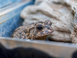 ナンブヒキガエル