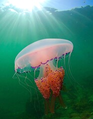 Pink jellyfish underwater, sunbeams