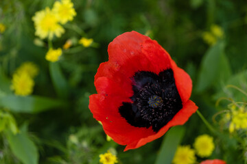 Herbaceous plant poppy (Pap&aacute;ver), close-up