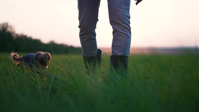 Walking through tall grass at sunset person with boot and jeans moves across open field while dog runs nearby leg and boot visible in foreground nature and rural landscape bathed in warm light