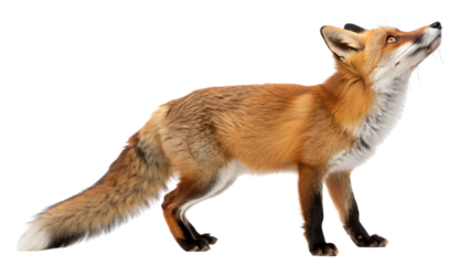 red fox vulpes 4 years old standing