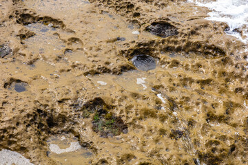 the porous surface of a rock washed by waves
