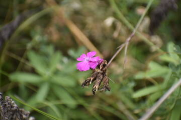 Herbaceous carnation among grass on a blurred background close up