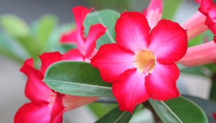 Close-up of vibrant pink flowers (1)