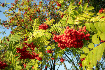 Sorbus aucuparia, red rowan berries at autumn