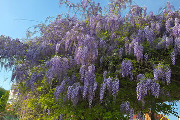 Tree of Wisteria sinensis, Chinese wisteria