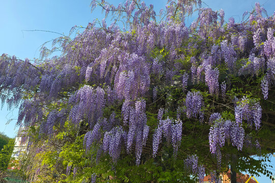 Tree of Wisteria sinensis, Chinese wisteria