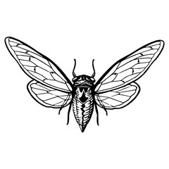 detailed cicada drawing