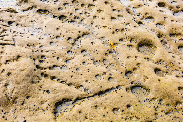 A rock surface eroded by sea water and shellfish
