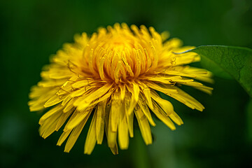 Yellow dandelion in full bloom with natural light
A yellow dandelion in full bloom with emphasis on natural colors.
