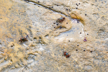Three red crabs on a mossy and damp stone surface
