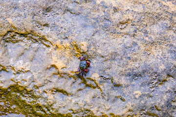 The red crab on a mossy and damp stone surface
