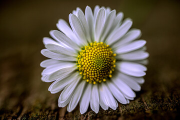 White daisy with petals in natural setting
a white daisy with clearly visible petals and a blurred natural background.
