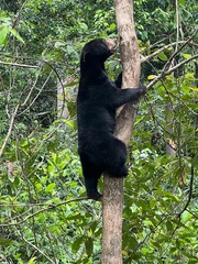 Sun Bear Sanctuary, Sabah, Borneo, Malaysia
