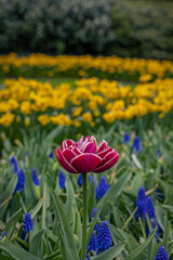 Keukenhof
