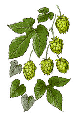 Colored Hop Plant Vector Illustration – Botanical Drawing with Cones and Leaves