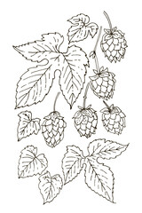 Hop Plant Botanical Line Art – Cones and Leaves Vector Illustration