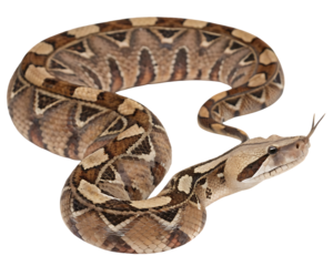 Gaboon viper striking tongue out isolated
