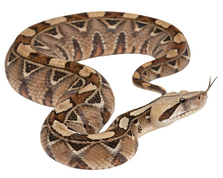 Gaboon viper striking tongue out isolated