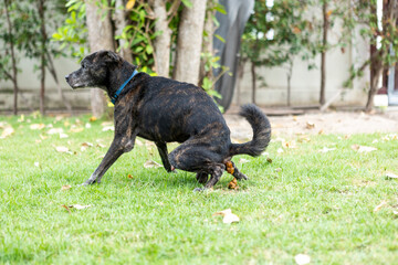 Dog defecating on green grass in a garden