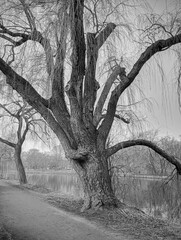 tree in the park