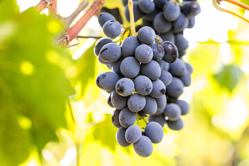 Close-up of ripe grapes on the vine in a sunny vineyard, symbolizing wine production, agriculture, and harvest season.