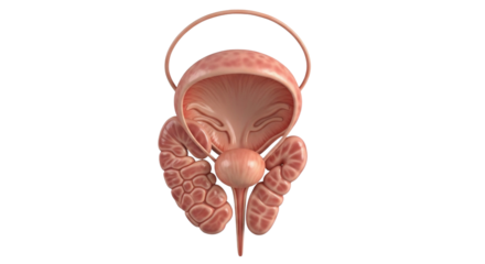 Human Urinary Bladder Anatomy Isolated