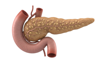 Human Pancreas Anatomy Isolated