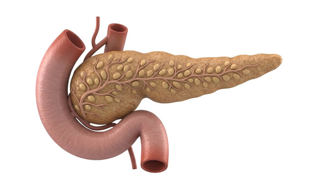 Human Pancreas Anatomy Isolated