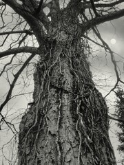 Mystical tree in the forest
