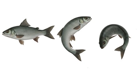 Three fish in various poses on a white background, showcasing different angles and movements.
