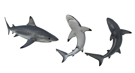 Obraz premium Three realistic shark models swimming in different orientations on a white background.