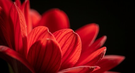 Close up of vibrant red flower petals against a dark background