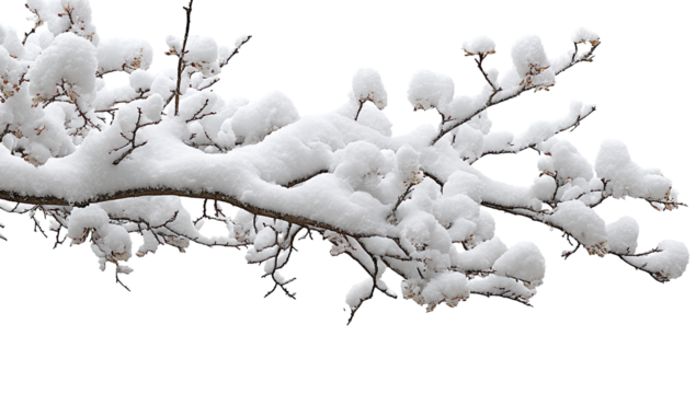 Snowy tree branch, close-up - Powered by Adobe