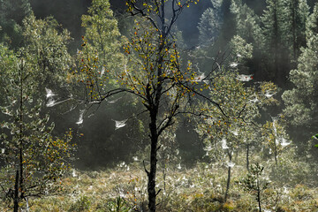 Glimmering spider webs adorn trees in a mystical forest, illuminated by morning light and surrounded by vibrant greenery.